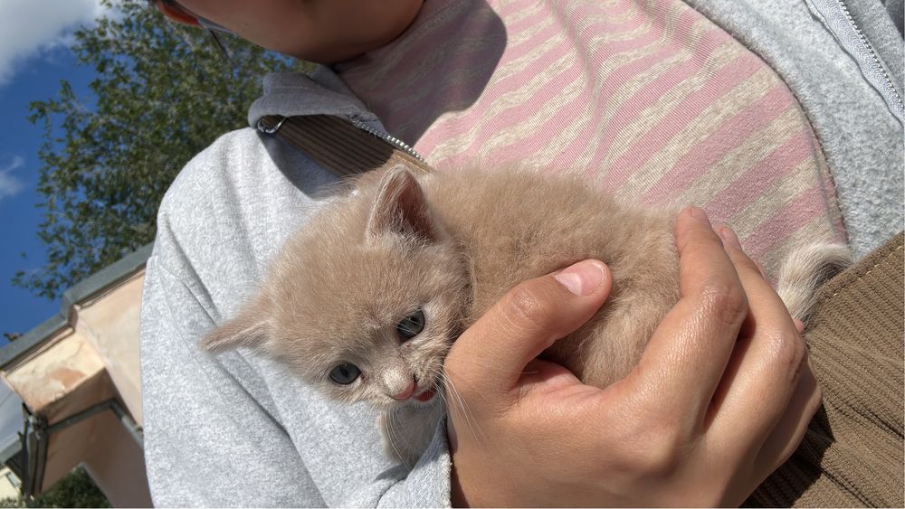 Котенок 1 месяц отдам бесплатно