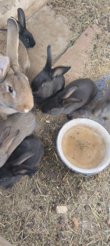 Срочно продам крольчат