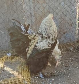 Петух Черной Брамы