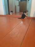 Отдам котят в добрые руки! Коты