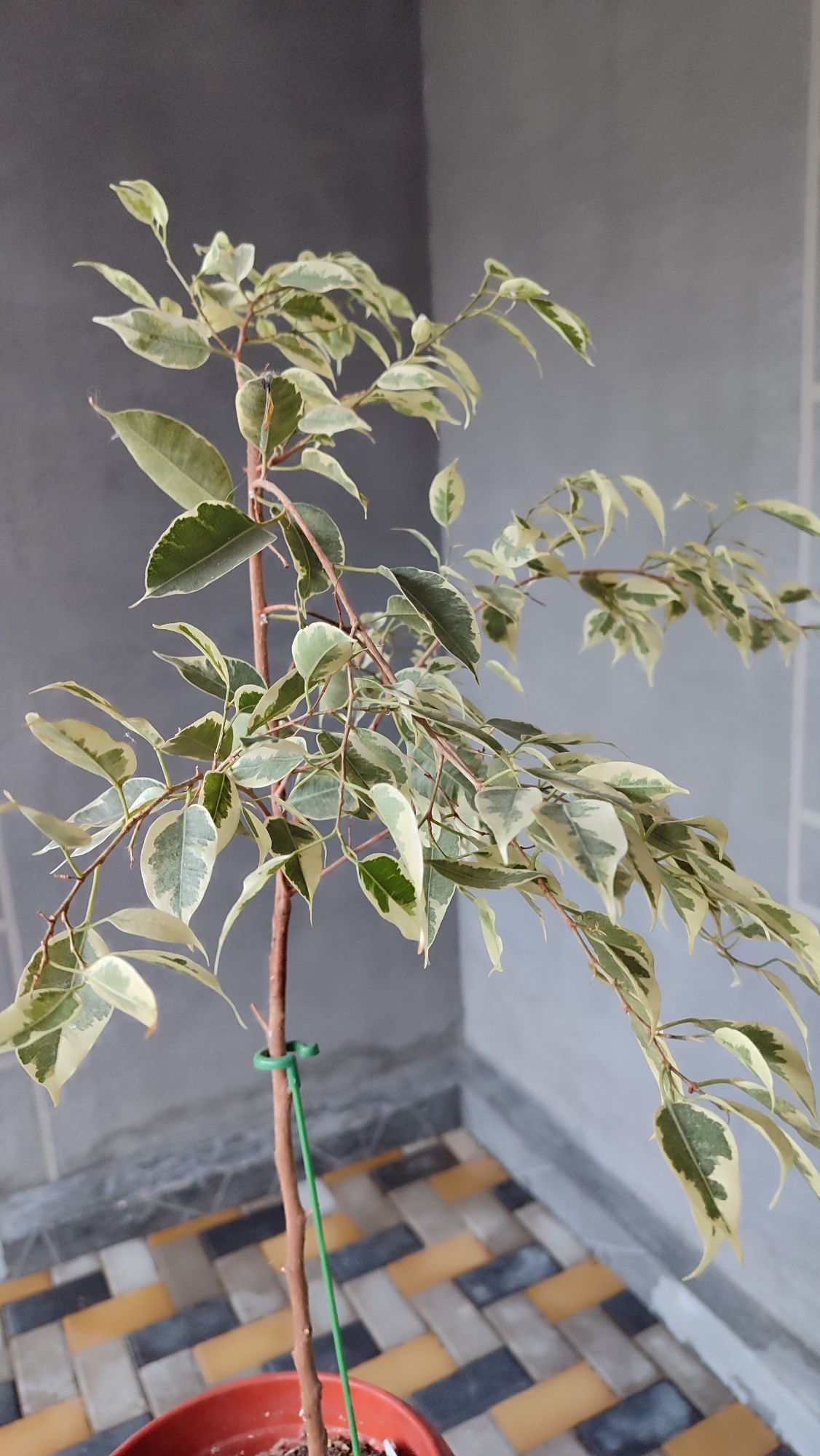 Продам фикусы взрослые и черенки