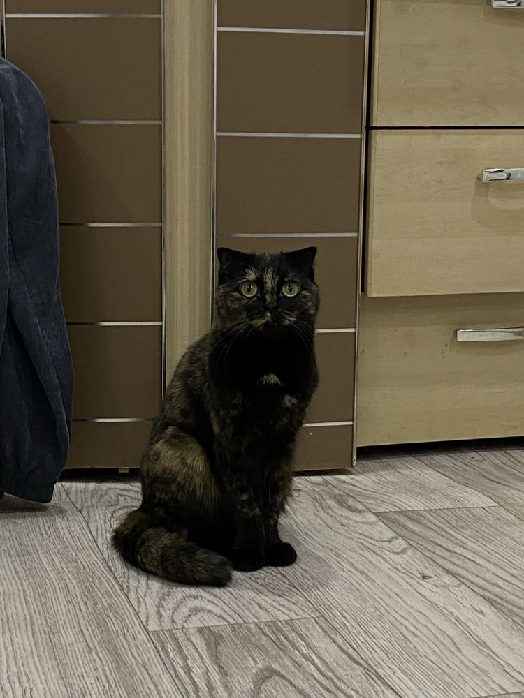 Девочка Скотиш фолд