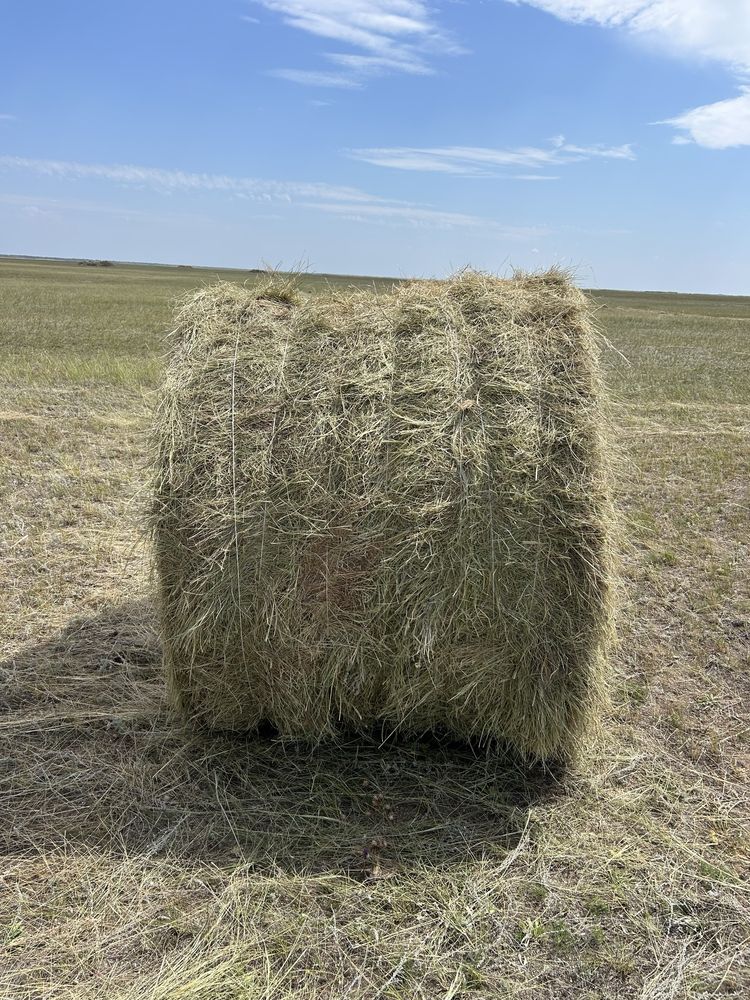 Продам сено в рулонах