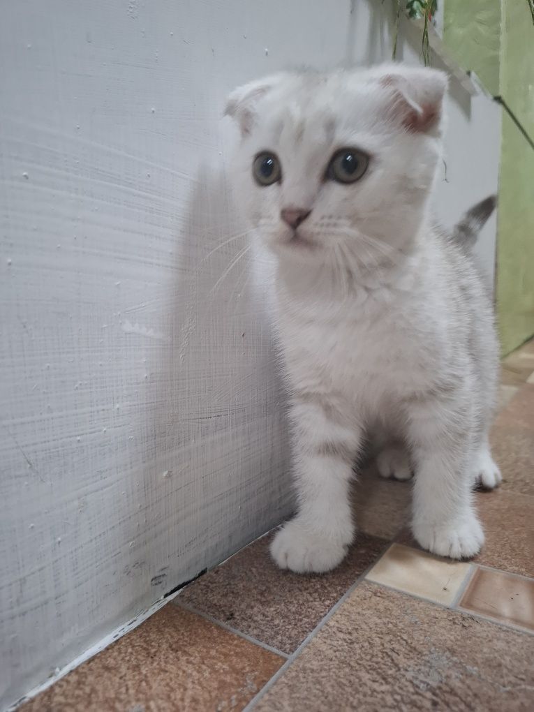 Продам котенка. Девочка