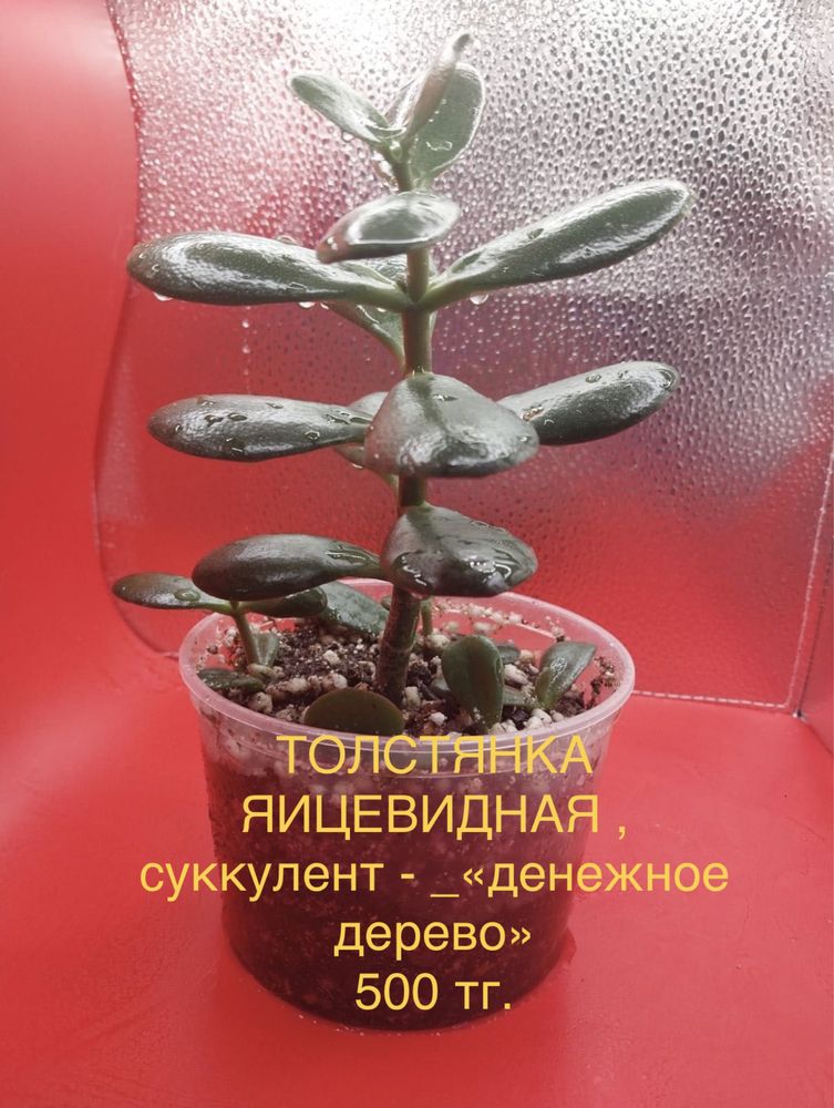 Для офиса и дома! Комнатные растения, цветы: замиокулькас, толстянка,