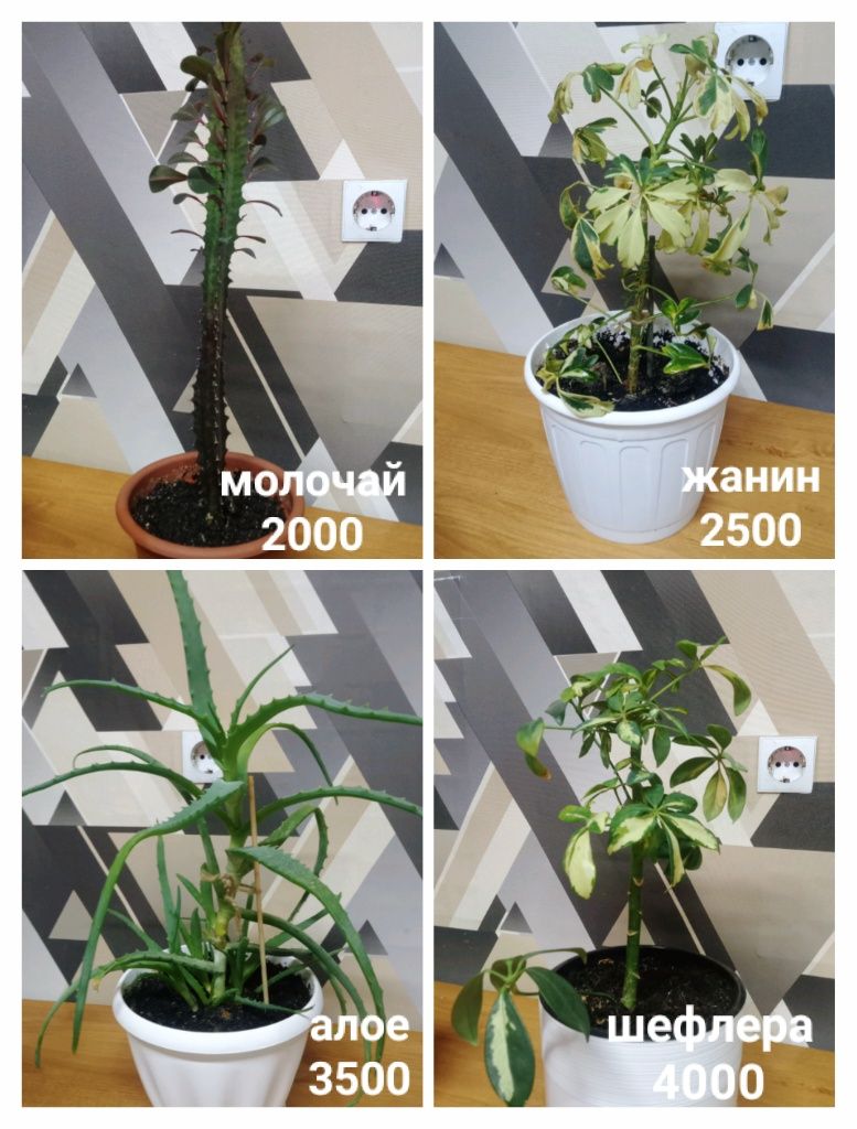 Срочно распрадаю комнатные растения
