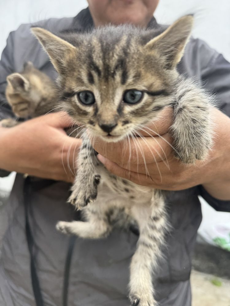 Отдам котят в добрые руки