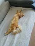 Отдам шикарного котика