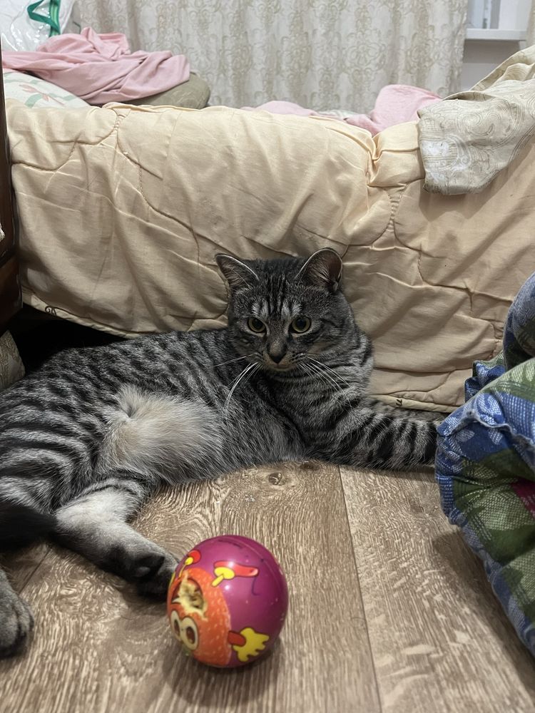 Отдам кота в добрые руки