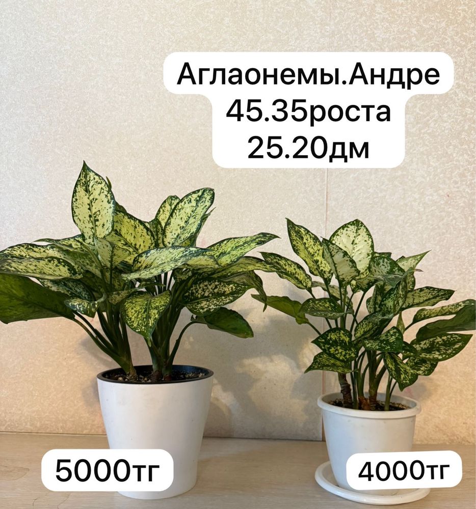 Комнатные растение