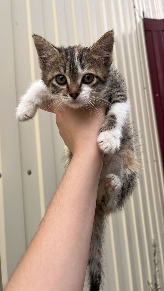 Котенок ищет дом