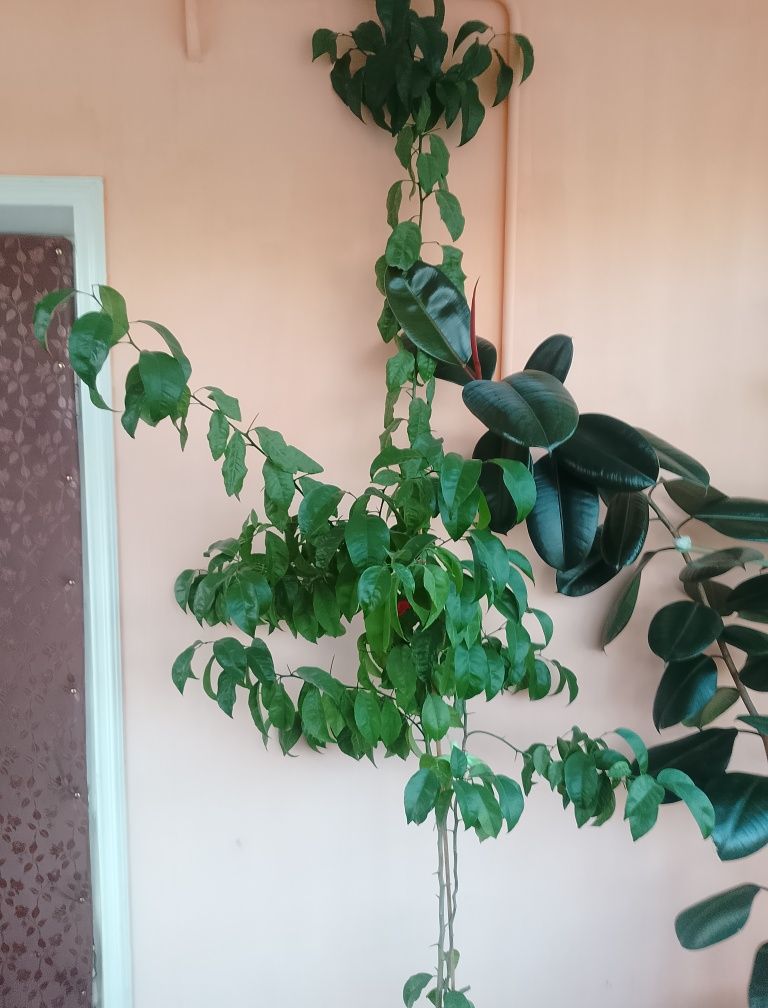 Цветок и дерево для офиса и дома.