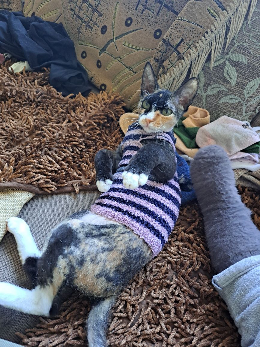 Вязка. Ищем котика для кошечки.