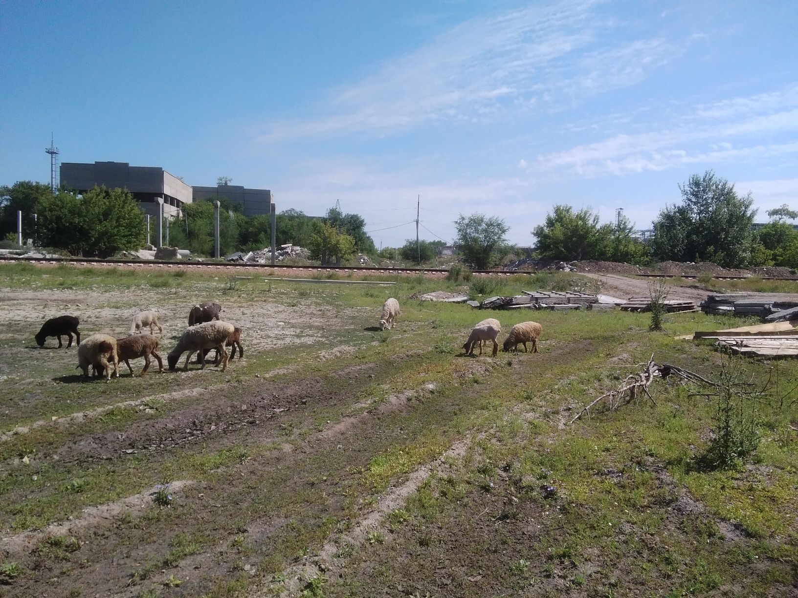 Продам баранов на мясо в городе