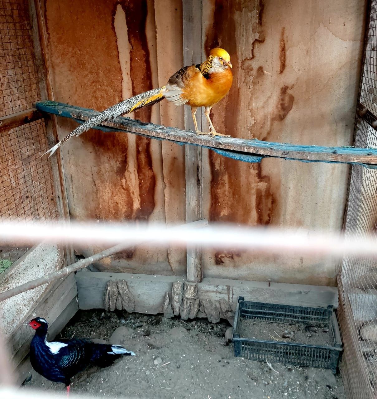 Продам, чистокровного лимонного самца.