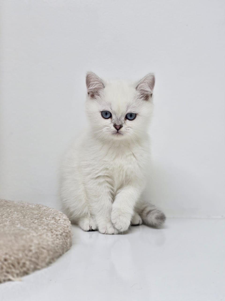 Британские котята