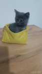 Котёнок бесплатно