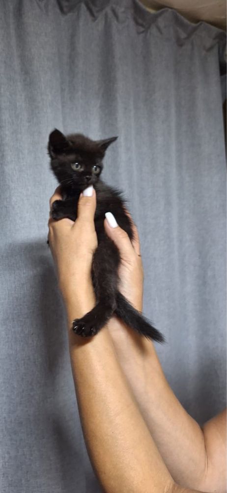 Отдам котят в хорошие рук