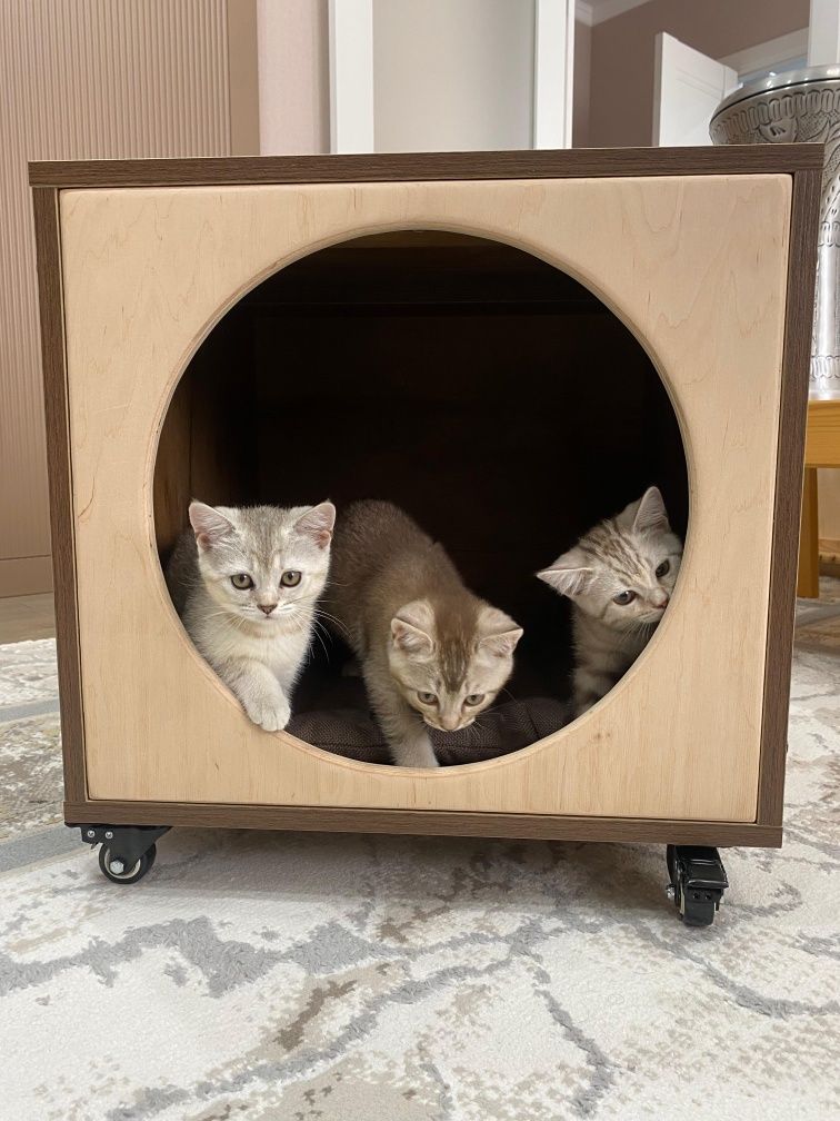 Продам красивых породистых котят