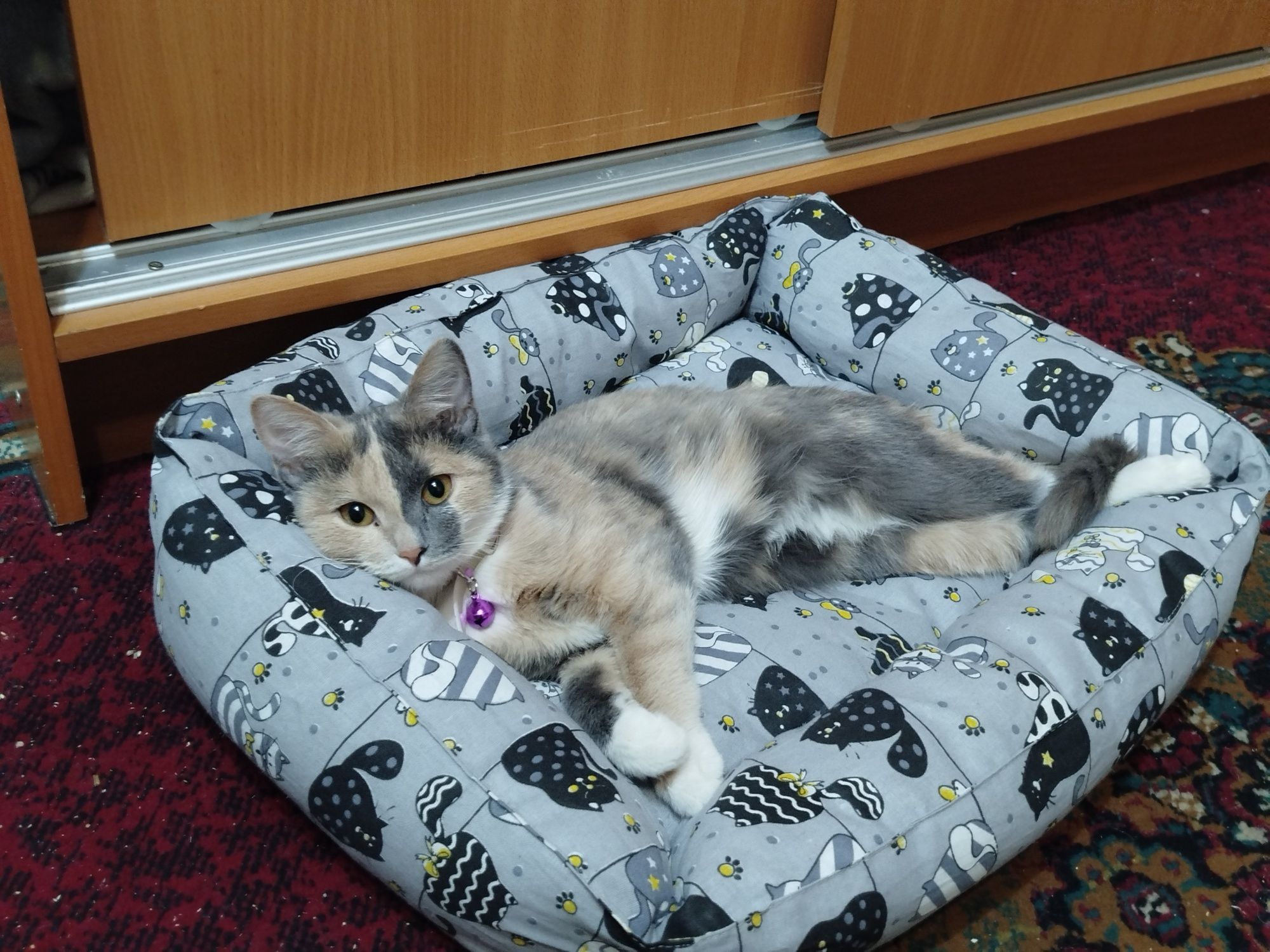 кошку в добрые руки