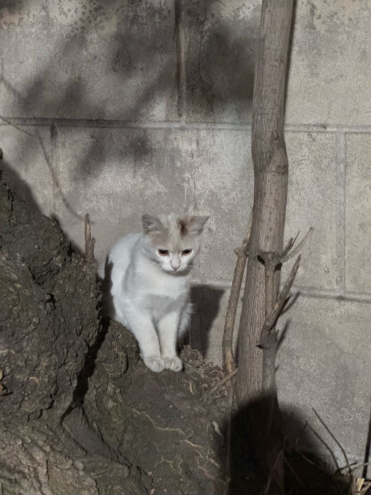 Найден Белый Котик