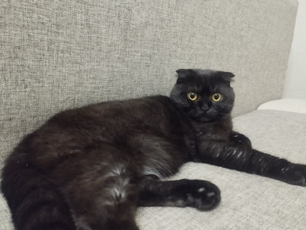 Шотландский вислоухий кот