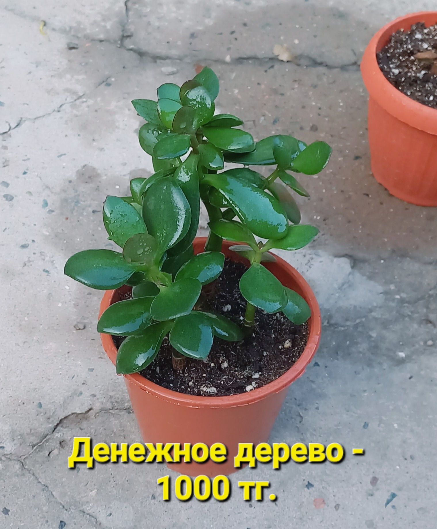 Комнатные растения
