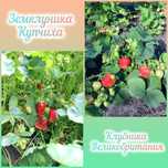 Продам клубнику и землянику