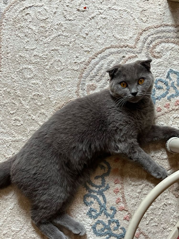 Шотландская кошка