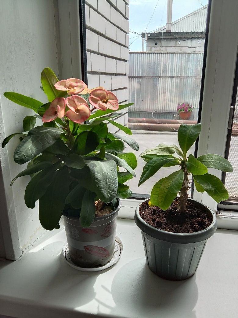Продам комнатные цветы