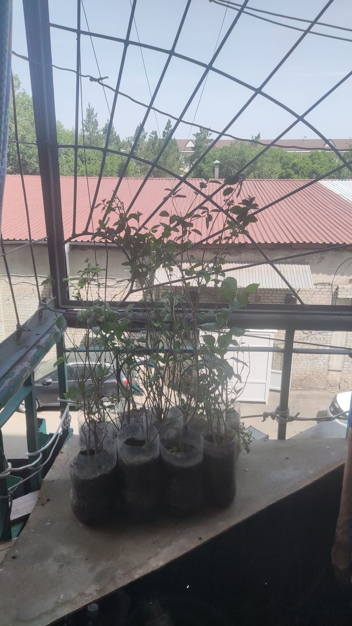 Продам Ligustrum живая изгородь