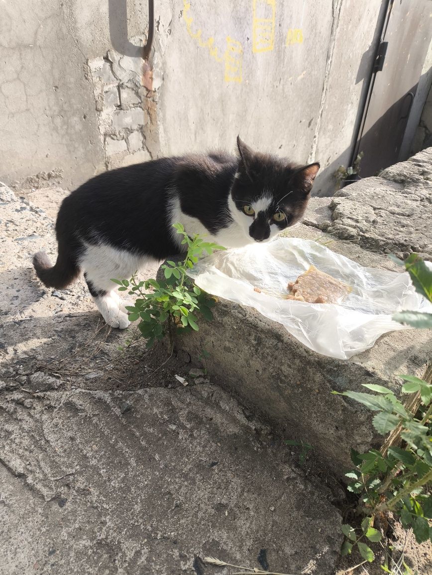 Помогите пристроить котёнка