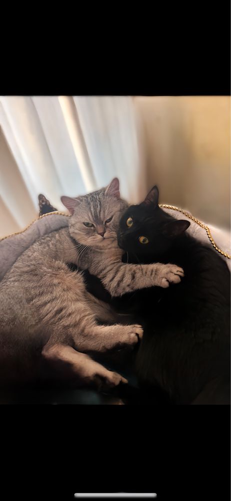 Отдам даром котов