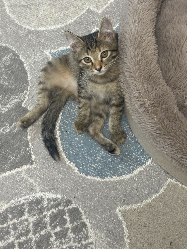 Котята ДЕВОЧКИ только в хорошие руки
