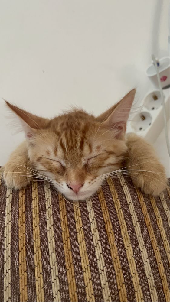 Кошка бесплатно в Атырау!