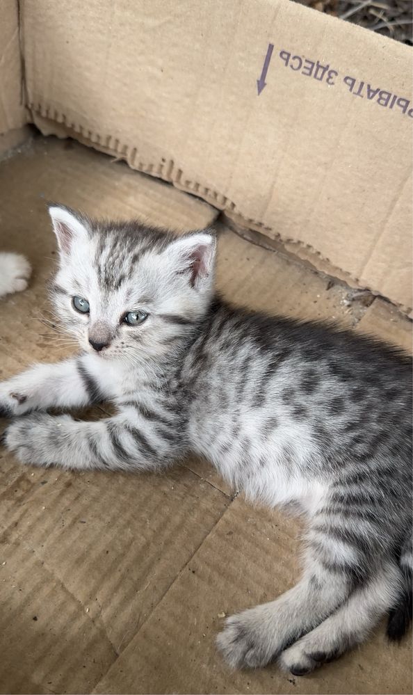 Котята в добрые и ответственные руки!