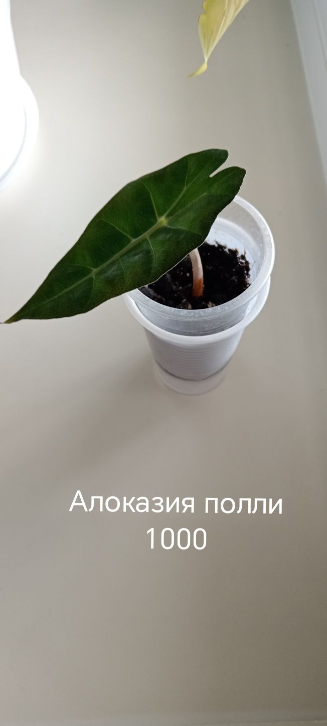 Комнатные растения