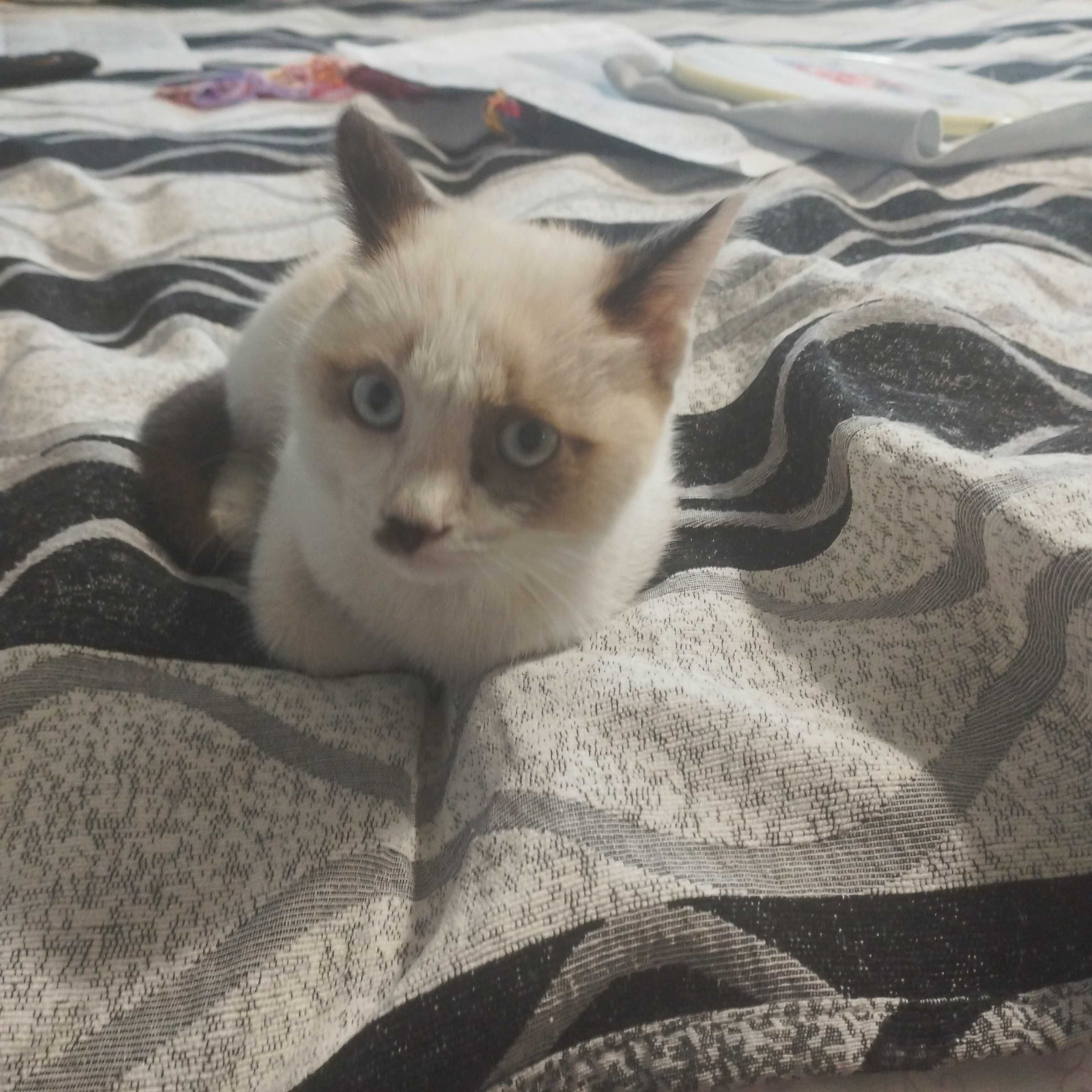 Животные,котенок