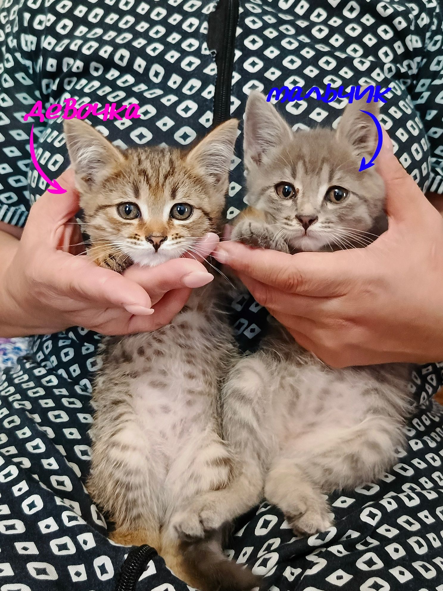 Котята отдадим в добрые руки