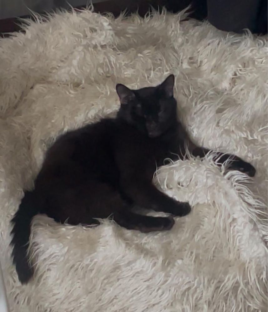 Отдам кота 3 года