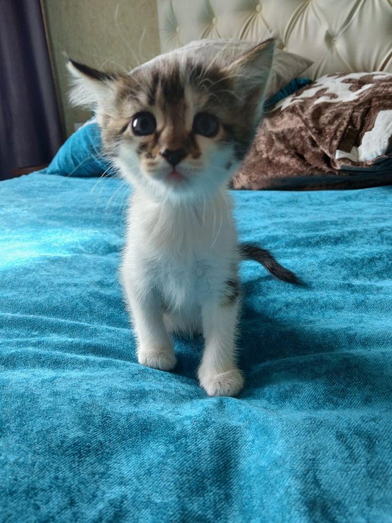 Отдам в хорошие руки котят.