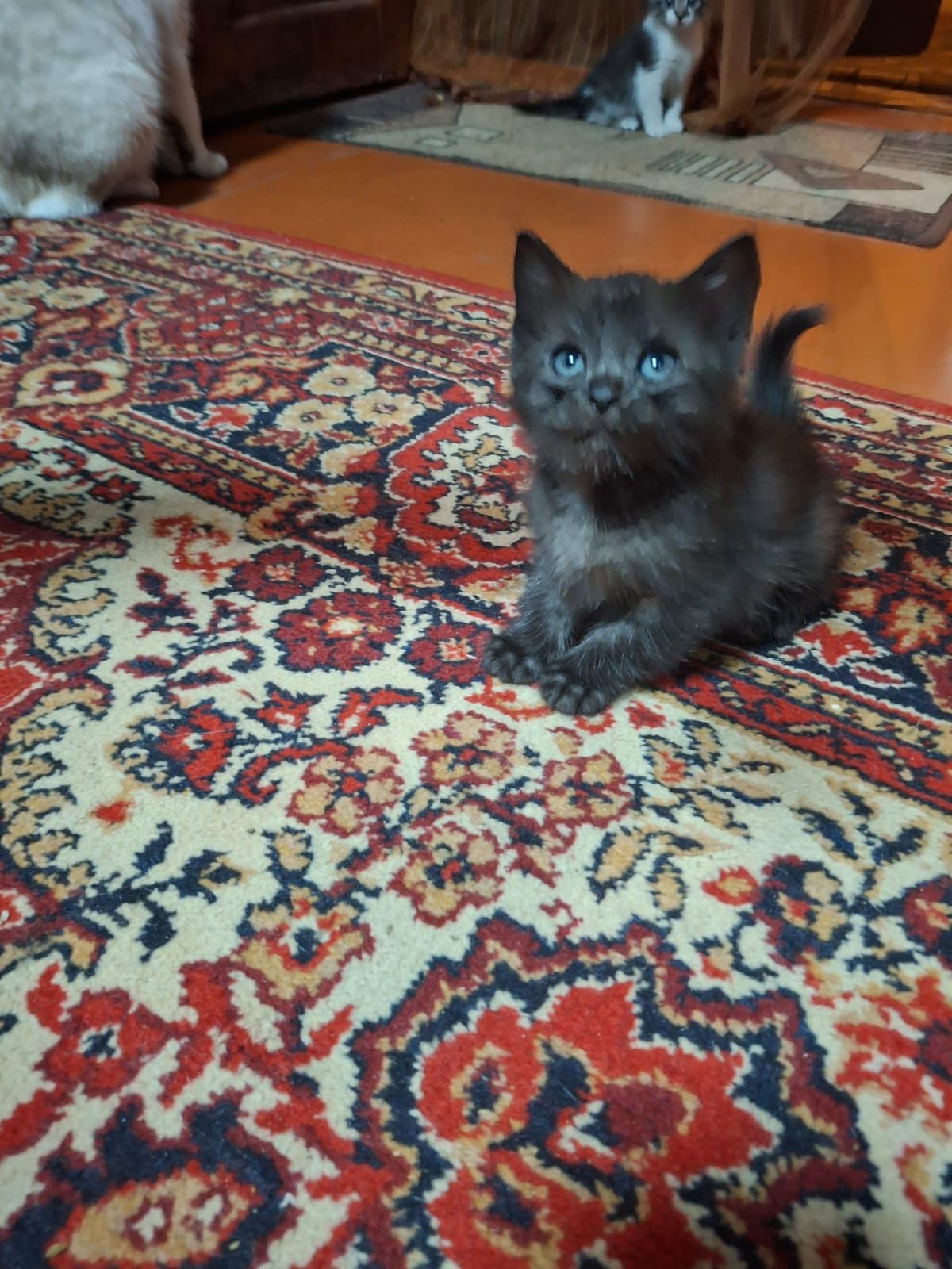 Котята в хорошие ручки!