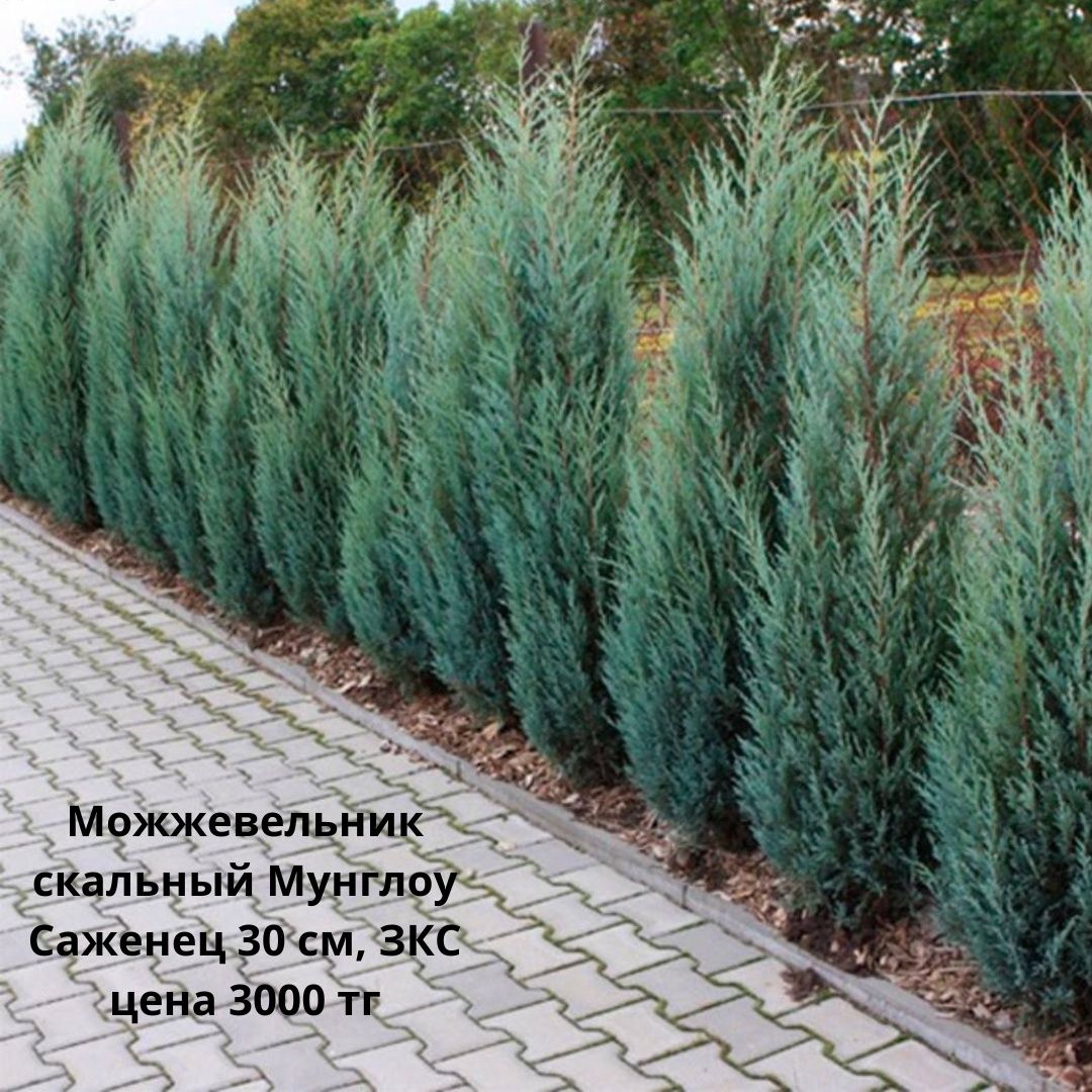 Туя, можжевельник, пихта