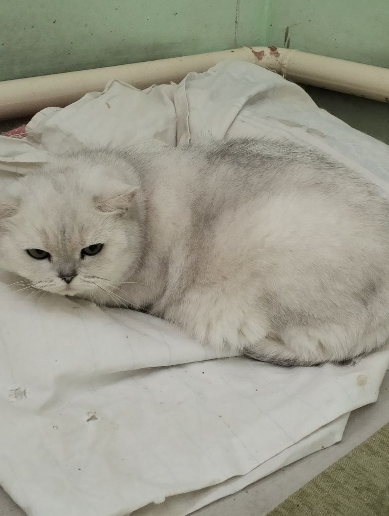 Кошки британской и шотландской породы