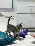 Кошка добрые руки отдам бесплатно