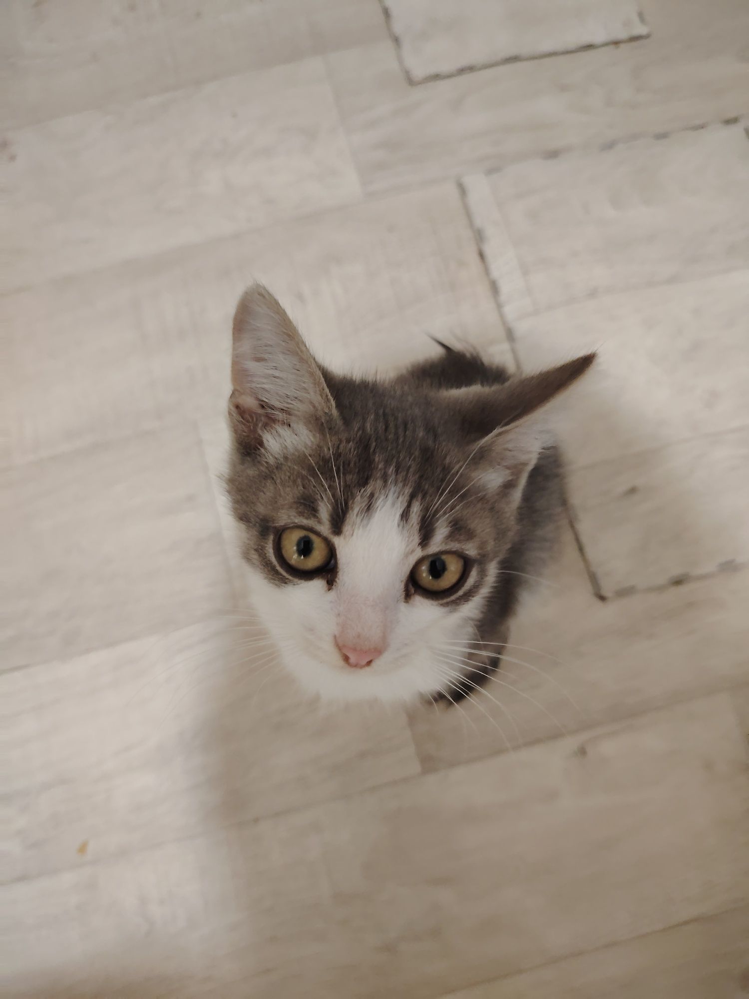 Отдам котят, 3 мальчика, к лотку приучены, чистые домашние