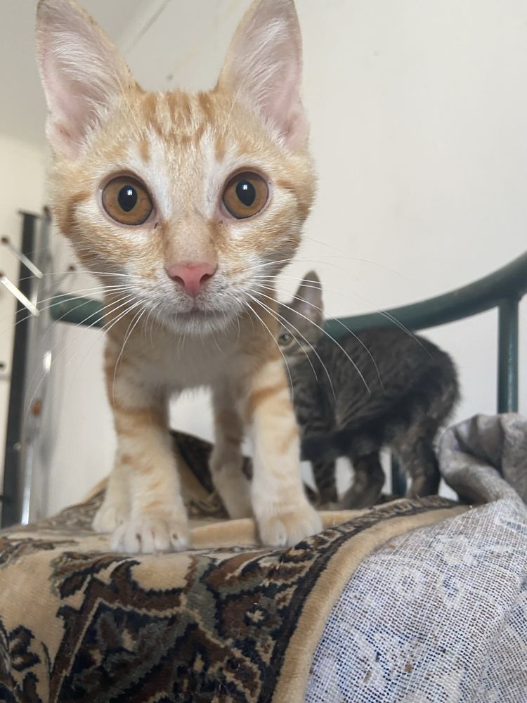 Котята в доьрые руки
