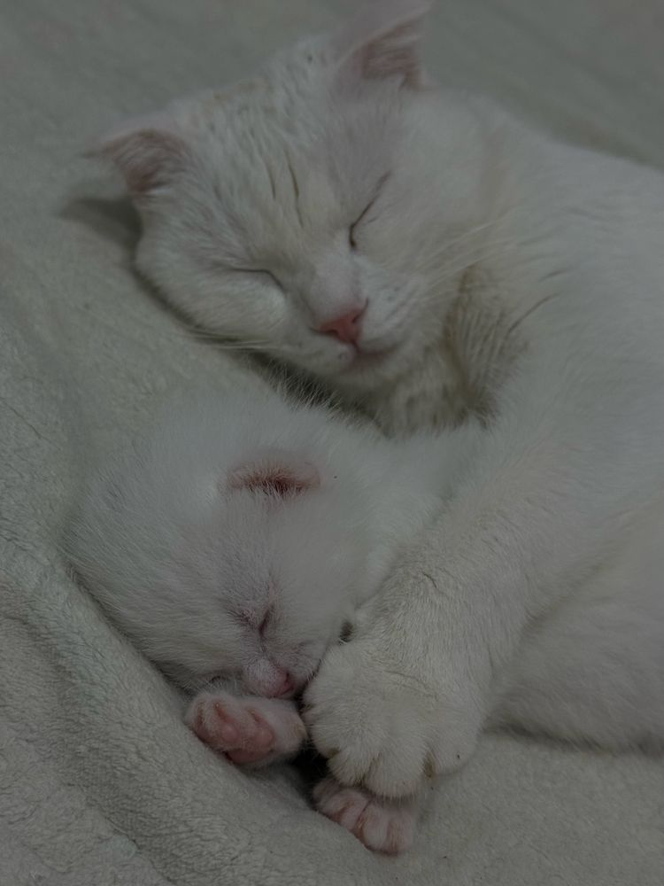 Котята вислоухие