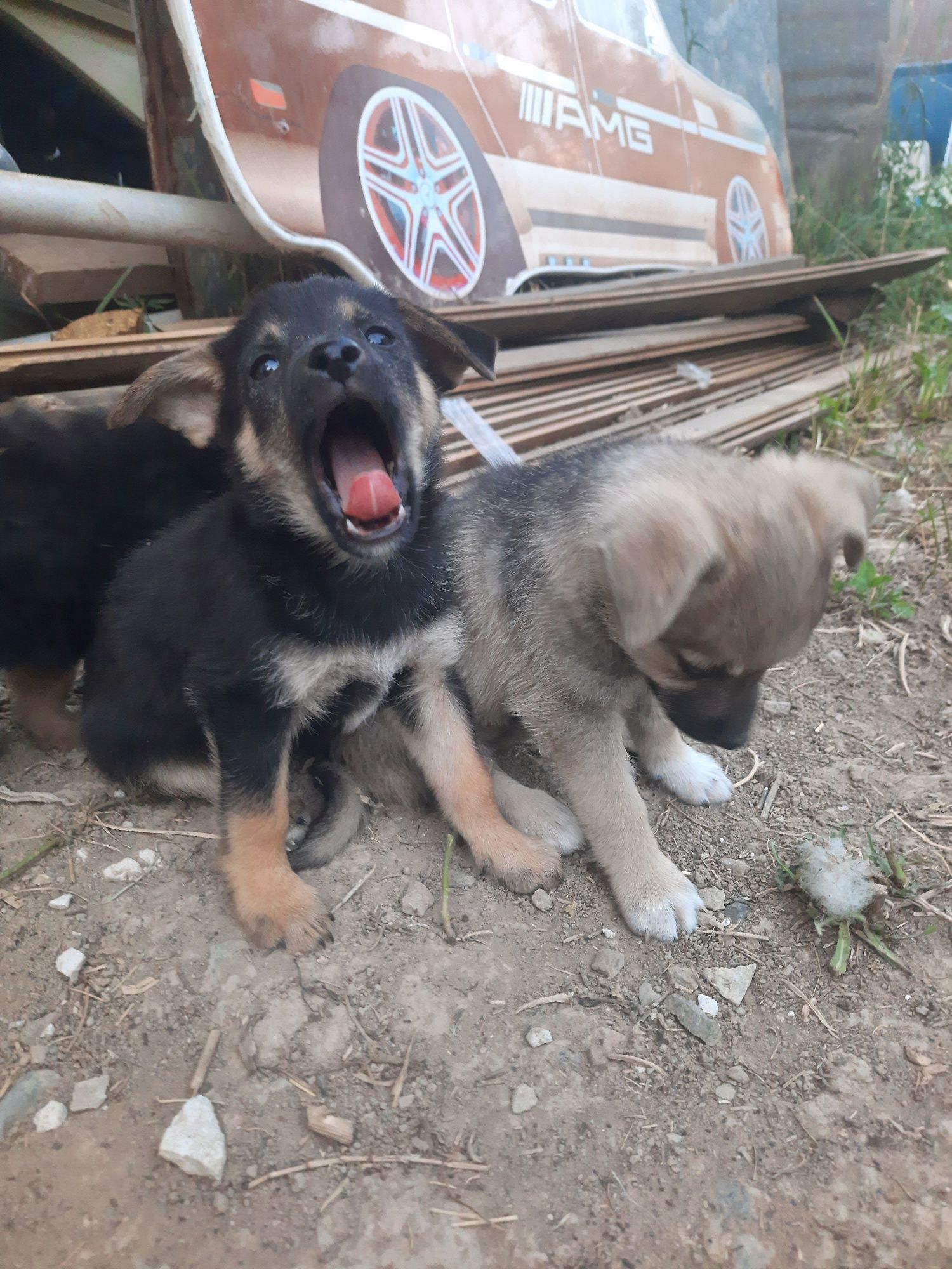 Отдам щенят в добрые руки