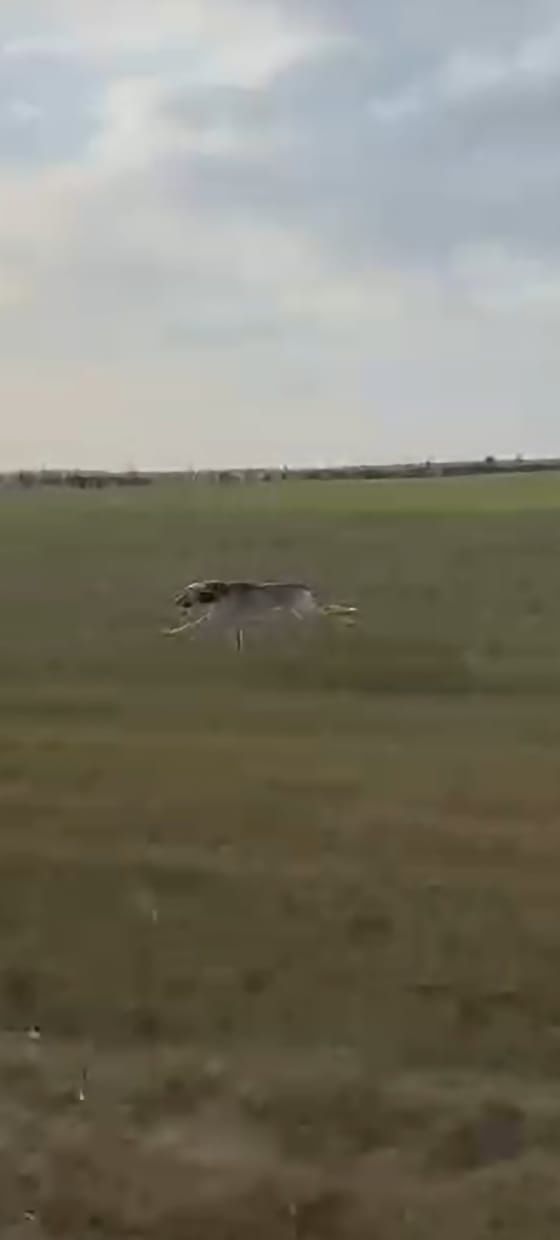 Еркек тазы сатылады